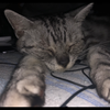 ユーザーアイコン