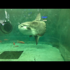 オリオン