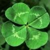 R🍀