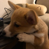 きょうスケ○