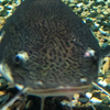 タツベイ
