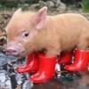 🐷やまちゃん🐷
