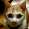 ユーザーアイコン