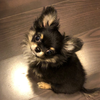 マロ🐶🍙🍵