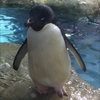🤜🐧🤛
