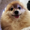 MAa