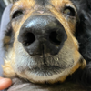 犬です。