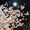 夜桜