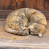Cat 🧸🍳