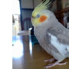 ポポポ