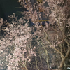 春桜
