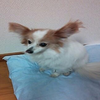 岸（きっしー）