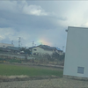 田舎のこねこ