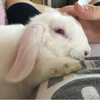 あなご