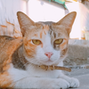 猫がニャー