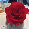 Rose🌹🍓