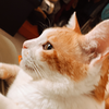 はな