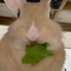 あやかちゃん