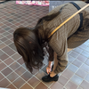 やっぴー