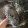 よしのり