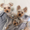 🐶お旦那🐶
