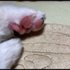 みつ