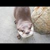 カワウソ