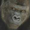 🦍ｳｯﾎｨ！