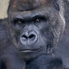 🦍ｳｯﾎｨ!