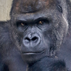 🦍ｳｯﾎｨ!