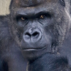 🦍ｳｯﾎｨ!