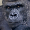 🦍ｳｯﾎｨ!