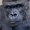 🦍ｳｯﾎｨ!