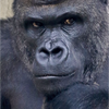 🦍ｳｯﾎｲ！