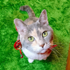 💫りょう🐈️🥀