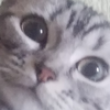 めろねこ