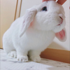 みくちゃん🐇🍥
