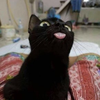 猫クソ🍯