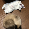 ゆっこ