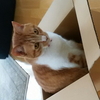 猫好きなN
