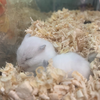 からあげ飴ニダ