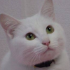 白猫^._.^🦋💟