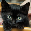 黒猫