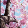🌸木下のねっこ。⑮🙆‍♀️🌸
