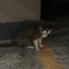 マロニー君