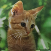 みっちゃん🐱🌷