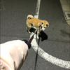 おり🐶🎧