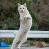 ユーザーアイコン