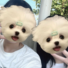 はーな
