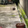かなよ
